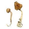 Buy B+ Magic Mushrooms online from a trusted source. B Plus mushrooms, often known as B+ magic mushrooms, rank among the most popular and reliable strains in the Psilocybe cubensis family.