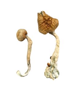 Buy B+ Magic Mushrooms online from a trusted source. B Plus mushrooms, often known as B+ magic mushrooms, rank among the most popular and reliable strains in the Psilocybe cubensis family.